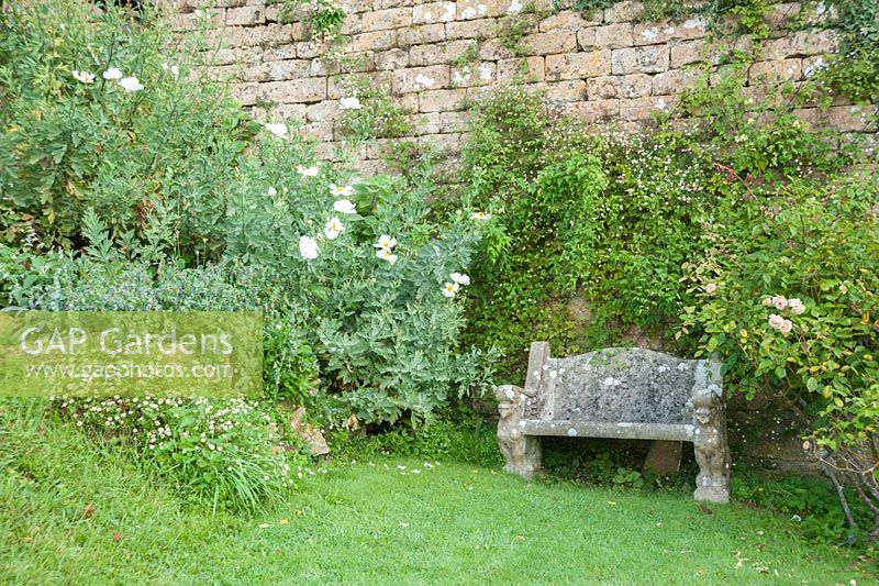 Stone bench surrounded by Romneya coulteri and roses. Mapperton House, Beaminster, Dorset, UK