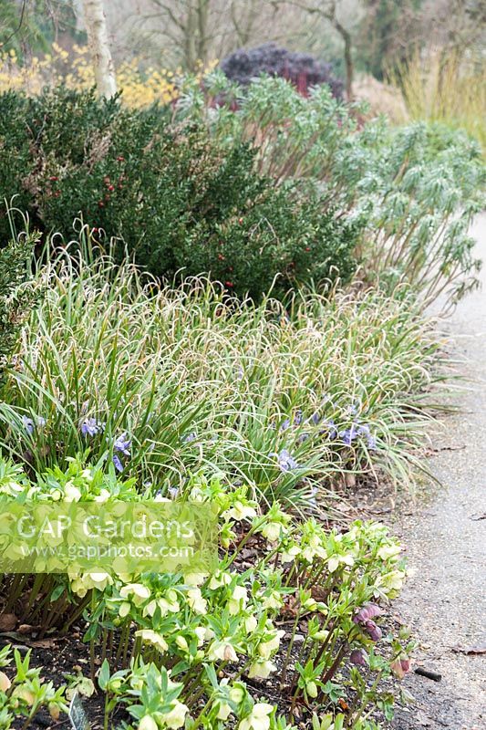 Winter border with Helleborus Ashwood Garden Hybrids Apricot, Iris unguicularis 'Mary Barnard', Ruscus aculeatus and Euphorbia characias 'Goldbrook'. Sir Harold Hillier Gardens, Ampfield, Romsey, Hants, UK