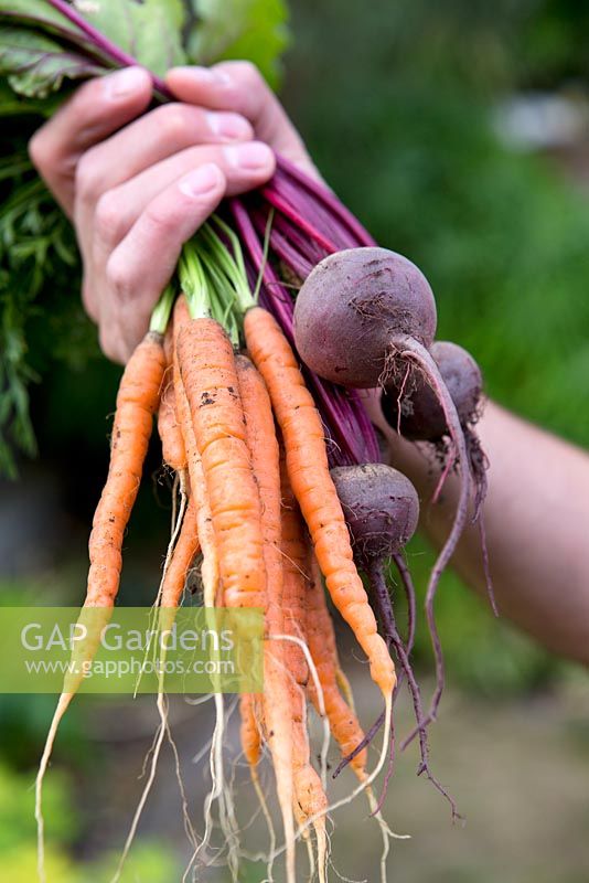 Harvesting young Carrot 'Yukon' and Beetroot 'Cardeal'