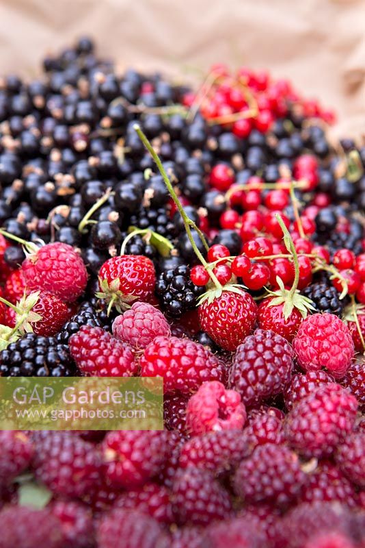 Soft fruit and berries, Tayberries, strawberries, blackberries, redcurrants, blackcurrants