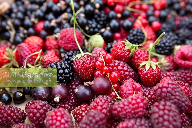 Soft fruit and berries, Tayberries, strawberries, blackberries, redcurrants, blackcurrants, josterberries