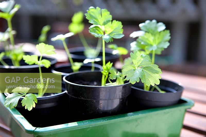 Young Parsnip 'Gladiator' in pots