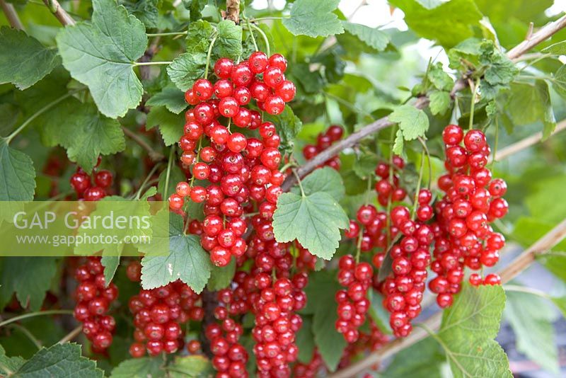 Ribes 'Junifer' - Redcurrant 