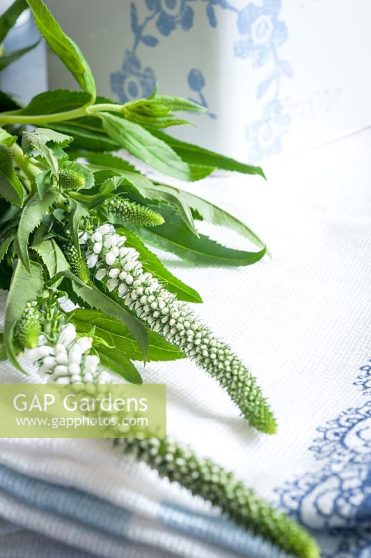 White Veronica blossoms on linen tablecloth