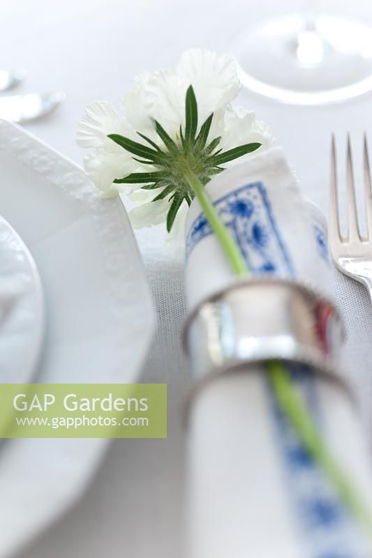 White Scabiosa decorated in a napkin ring on table laid for entertaining
