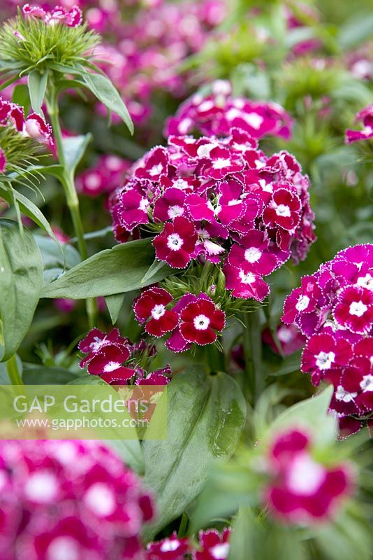Dianthus barbatus 'Frosted Burgundy'