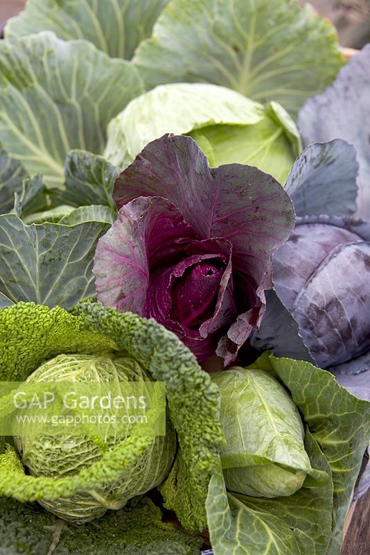 Cabbages - savoy, pointed, green, red