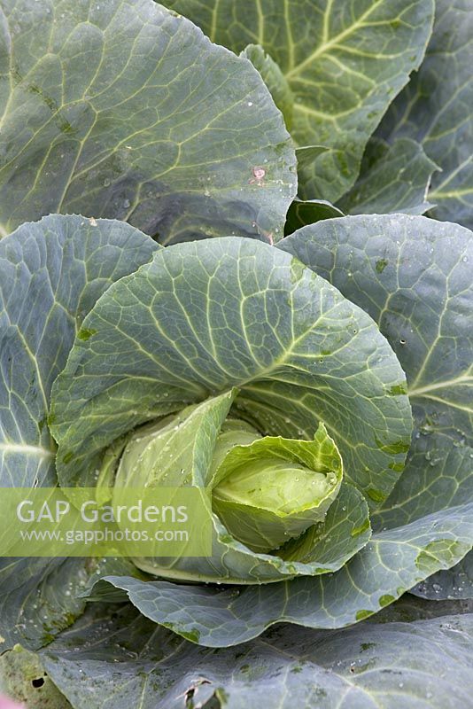 Cabbage 'Monarchy'