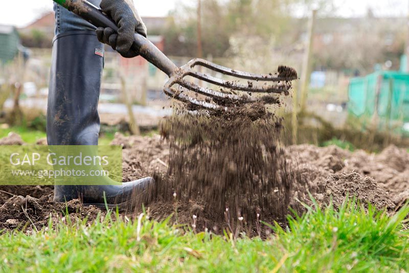 Forking and loosening soil in an allotment bed
