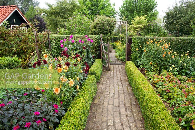 Paved path edged with low box hedge to the entrance gate. Border of dahlias. Tuin de Villa