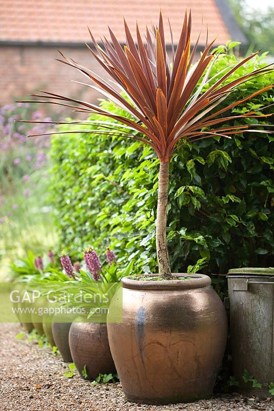 Cordyline - Cabbage Palm in ceramic urn.