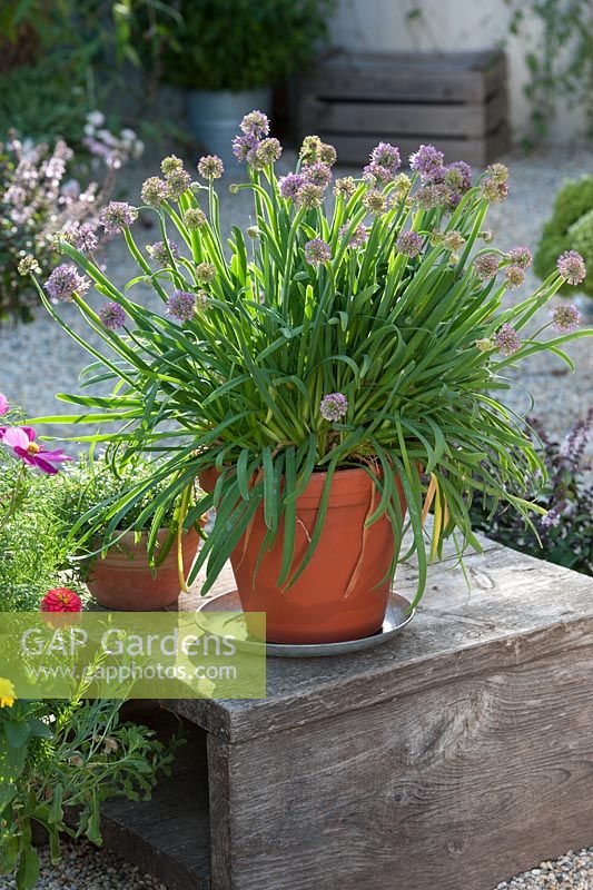 Allium senescens - Mountain leek and Thymus - thyme in terracotta containers - summer  