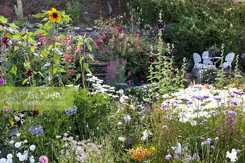 Colourful seaside garden with lots of annuals and seating area 