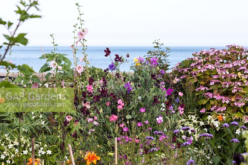 Colourful seaside garden with lots of annuals.