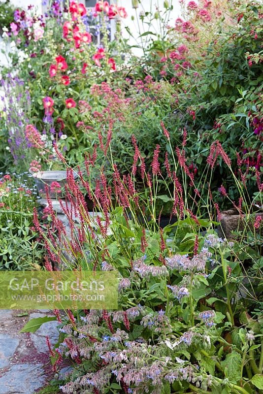 Small garden pond and colourful mixed planting in coastal garden - summer 