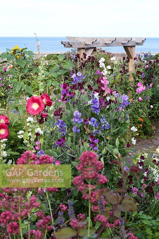 Hollyhocks and colourful summer planting in flowerbed by stone wall in coastal garden with sea views 