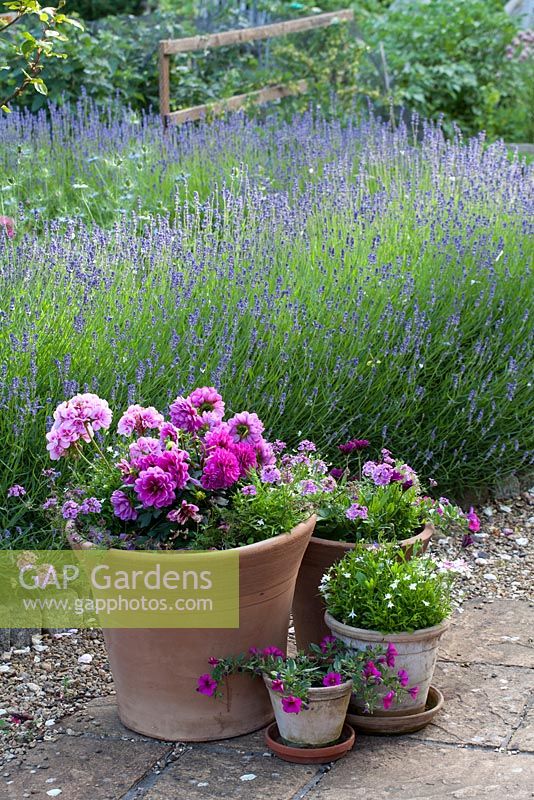 Lavandula 'Folgate' and mixed annuals in group of containers 