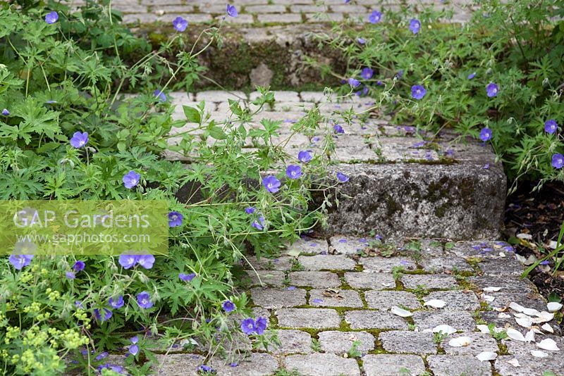 Geranium softening and covering stone steps 