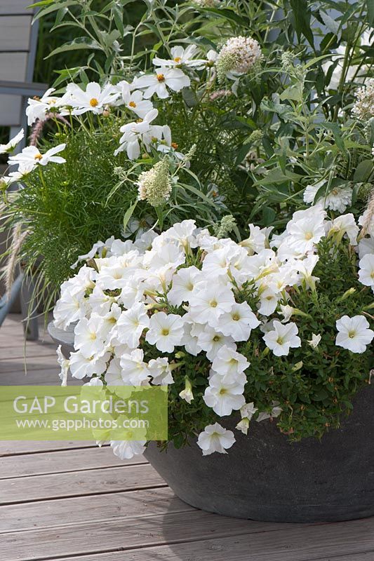 Container with Buddleja Buzz 'Ivory' and Petunia 'Bingo Perfectunia'
