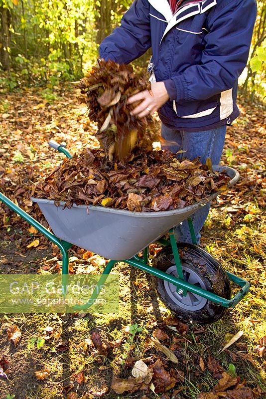 Gathering leaves in a wheelbarrow to make leaf mould