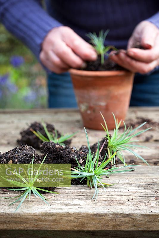 Potting on dianthus (Pinks) cuttings cuttings