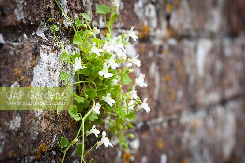 Cymbalaria muralis - Ivy leaved Toadflax growing in an old brick wall. Kenilworth ivy. 