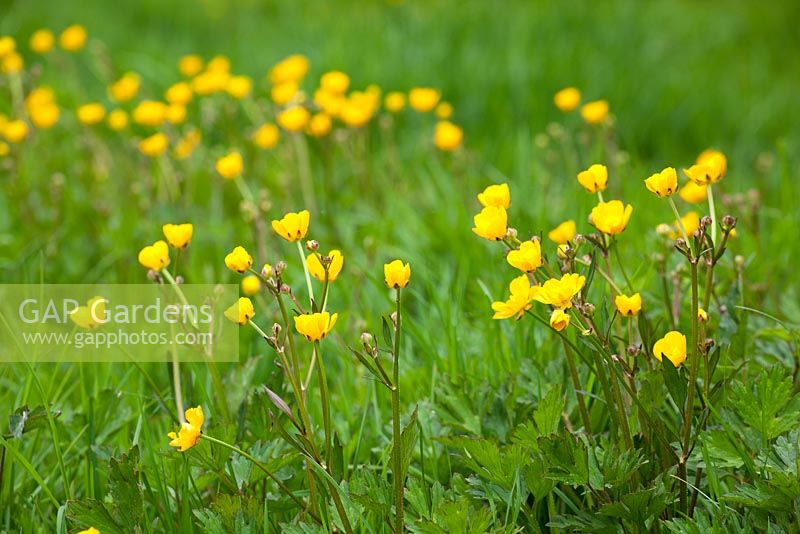 Ranunculus repens - Creeping Buttercup in a field. 