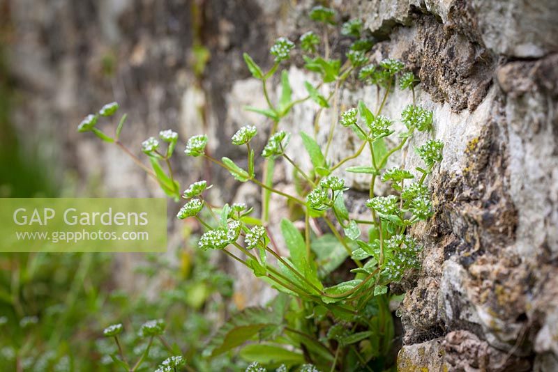Valerianella locusta - Common Lamb's Lettuce growing in a churchyard wall. Corn salad, Mache, Rapunzel, Fetticus. 