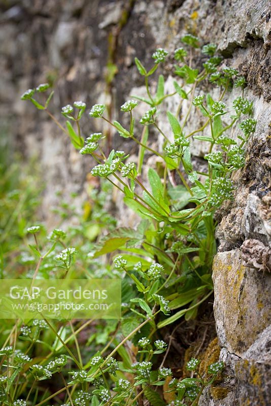 Valerianella locusta - Common Lamb's Lettuce growing in a churchyard wall. Corn salad, Mache, Rapunzel, Fetticus. 