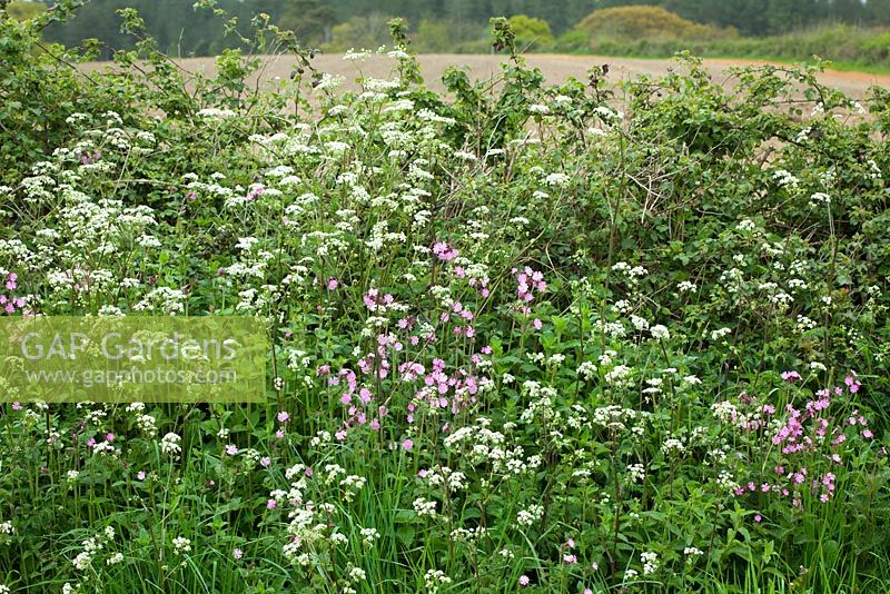 Anthriscus sylvestris and Silene dioica syn. Melandrium rubrum. Cow Parsley and Red Campion growing on the verge of a Dorset lane. 