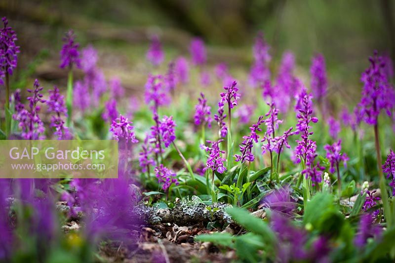Orchis mascula - Early Purple Orchid growing in a woodland at Kingcombe, Dorset. 