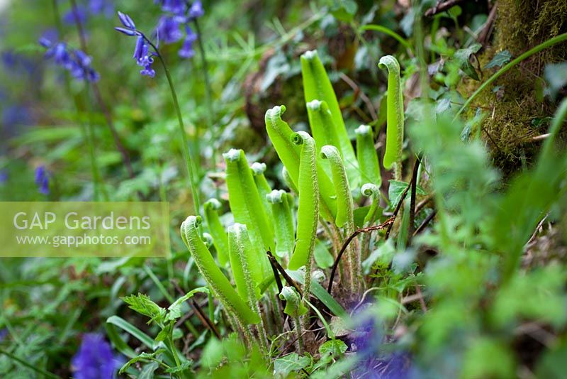Asplenium scolopendrium - Unfurling fronds of Hart's tongue fern with bluebells. 