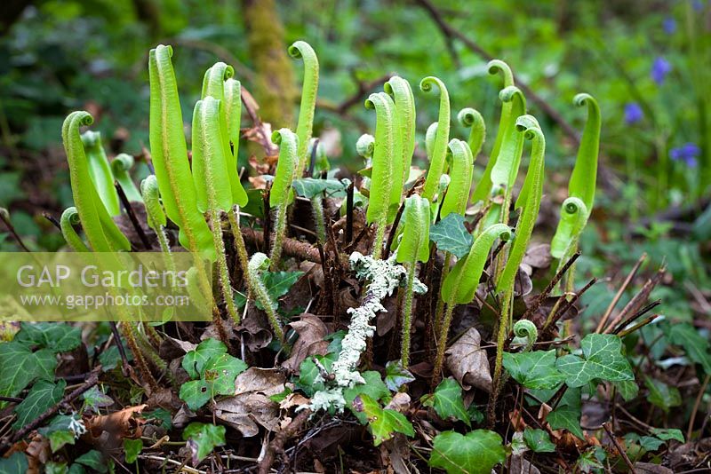 Asplenium scolopendrium - Unfurling fronds of Hart's tongue fern