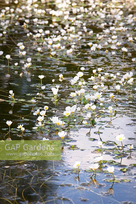 Ranunculus aquatilis - Common water-crowfoot growing in a pond. 