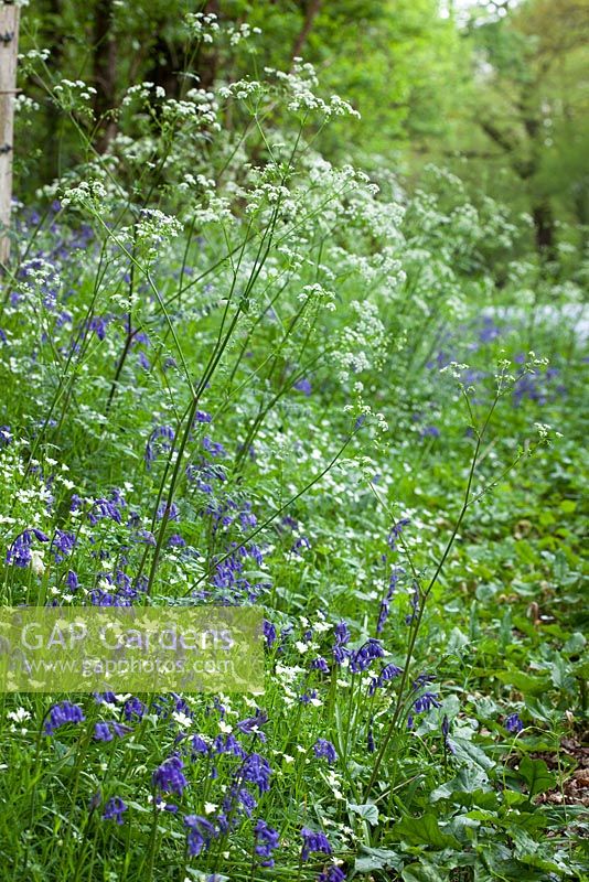 Bluebells, Stitchwort and Cow Parsley growing by a road near Exbury. Hyacinthoides non-scriptus, Stellaria holostea, Anthriscus sylvestris