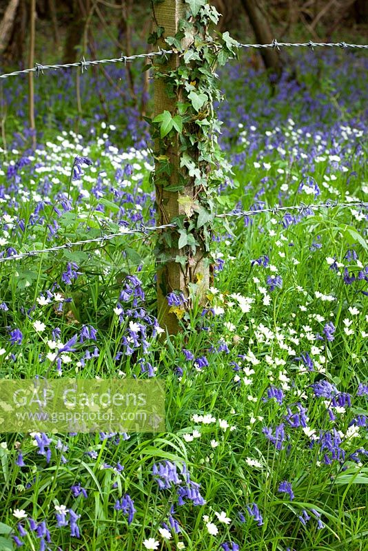 Bluebells and Stitchwort growing by a barbed wire fence near Exbury. Hyacinthoides non-scriptus, Stellaria holostea