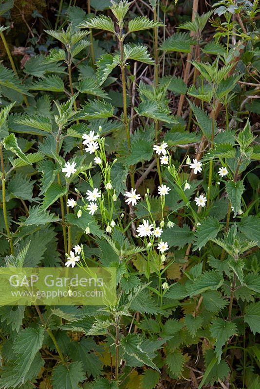 Stellaria holostea, Urtica dioica - Greater Stitchwort growing amongst nettles in a hedgerow.