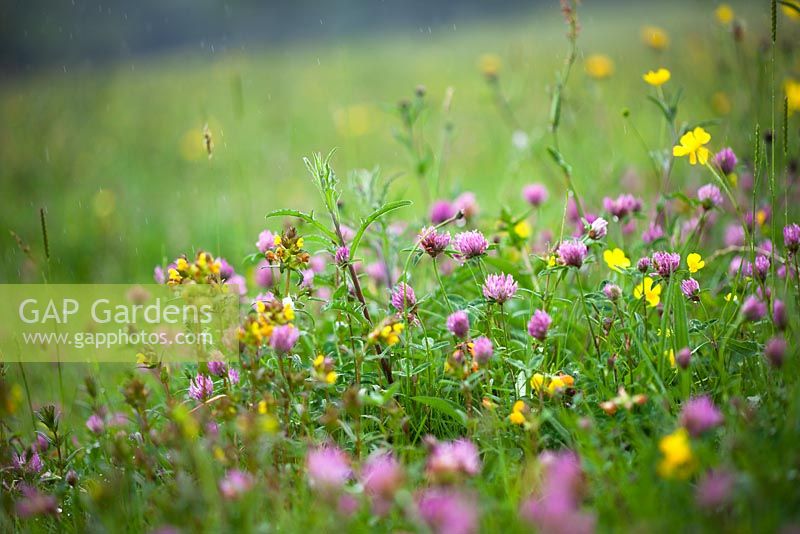 Red clover, yellow rattle and buttercups. Trifolium pratense