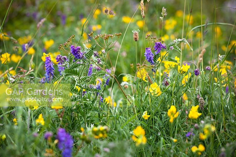 Vicia cracca and Lathyrus pratensisTufted Vetch with Meadow Vetchling in the Burren. 