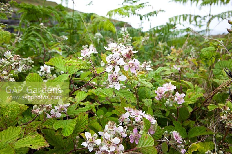 Rubus fruticosus agg. Blackberry - Bramble. 