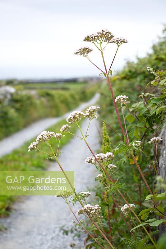 Valeriana officinalis - Common Valerian growing by the side of a lane in the Burren, Ireland. 