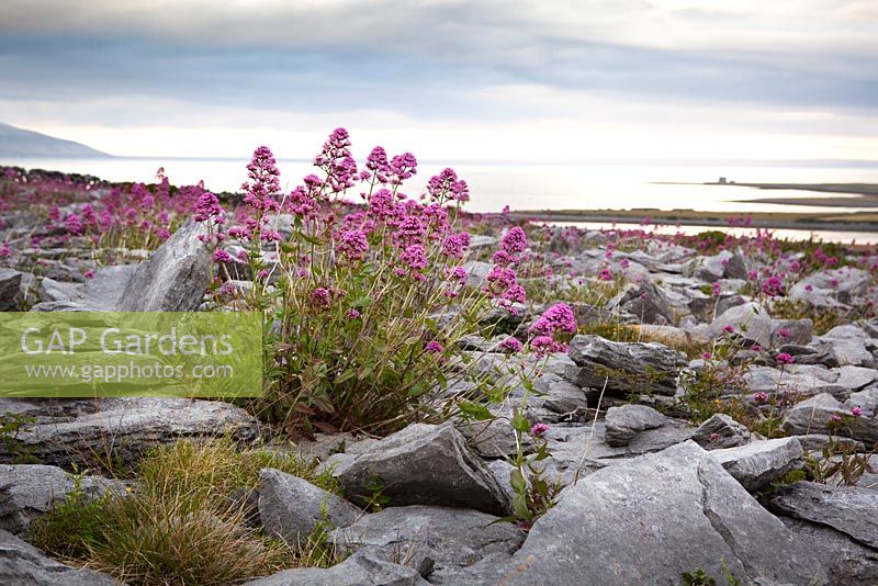 Centranthus ruber - Red Valerian growing amongst the rocks of the limestone pavement at the Burren, Ireland.
