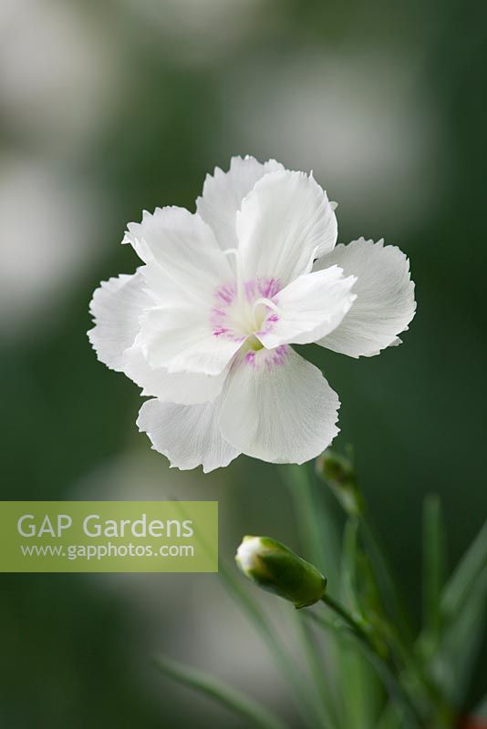 Dianthus 'Glebe Cottage White'. Pinks