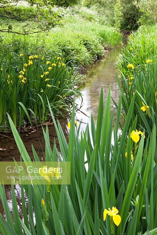 Iris pseudacorus - Yellow Flag Iris growing in a damp area by a stream. 