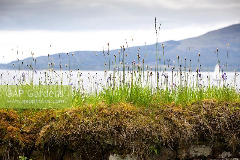 Plantago lanceolata - Ribwort plantain, pignut and bluebells growing on top of a mossy wall in Scotland. 