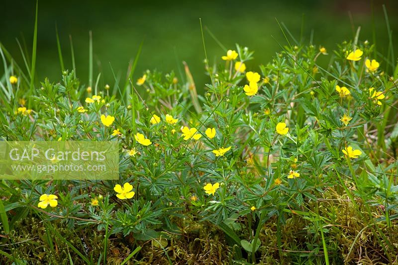 Potentilla erecta - Tormentil growing on top of mossy wall in Scotland. 