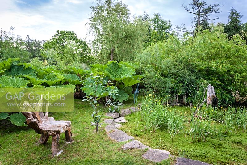 View of pond area with sculpted wooden seat and driftwood water feature. Plants include Gunnera manicata,  Ranunculus lingua - water buttercup  in pond, and Salix - willows behind