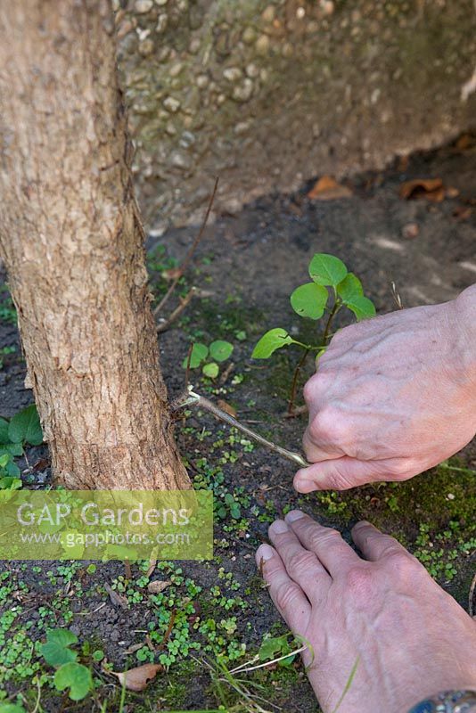 Gardener removing suckers from a lilac bush - Syringa vulgaris