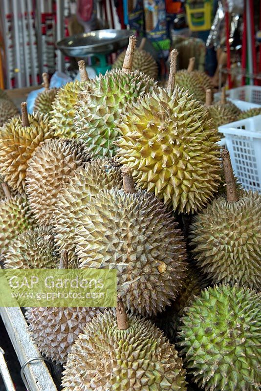 Durian fruit for sale on a stand in Singapore