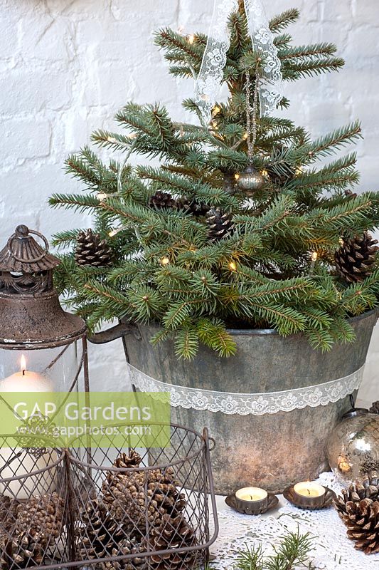 Christmas display of Conifer placed in bucket, beside pine cones in metal basket